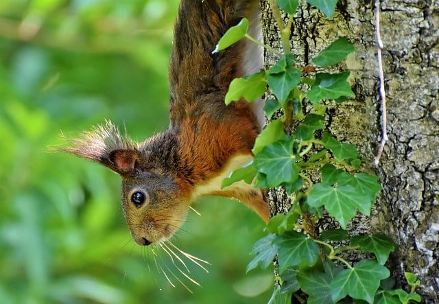 Anonyme Waldbestattung